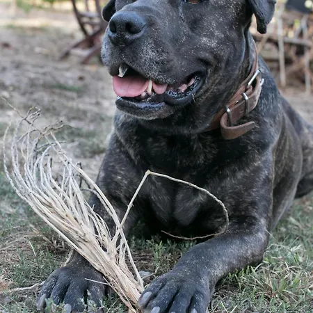 El Sueno De Mama Kwatera prywatna Tegueste