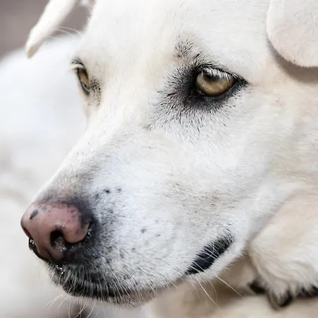 El Sueno De Mama Kwatera prywatna Tegueste