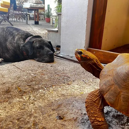 El Sueno De Mama * Tegueste