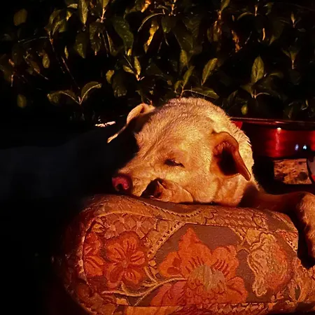 Kwatera prywatna El Sueno De Mama *