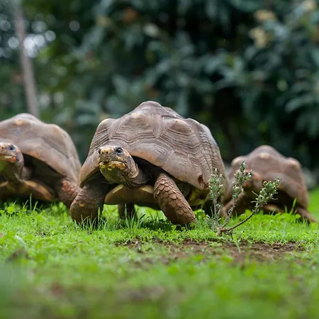 El Sueno De Mama Rum i privatbostad Tegueste