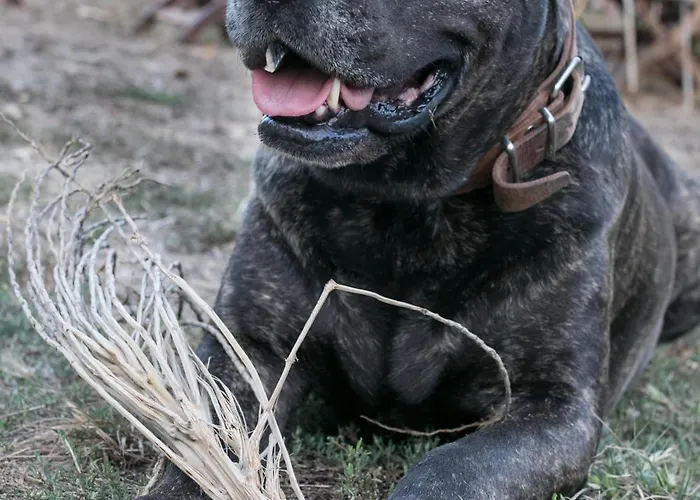 El Sueno De Mama Rum i privatbostad Tegueste