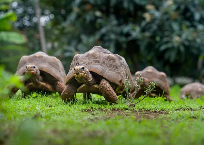 El Sueno De Mama Rum i privatbostad Tegueste