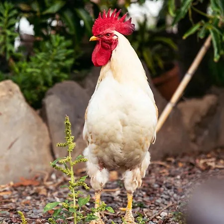El Sueno De Mama * Tegueste