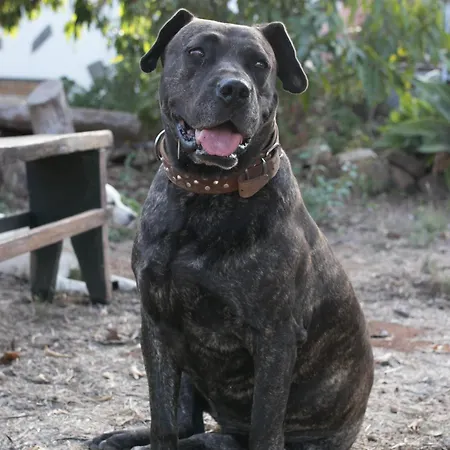 El Sueno De Mama Тегесте