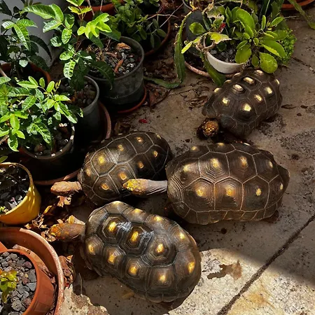 El Sueno De Mama Séjour chez l'habitant Tegueste