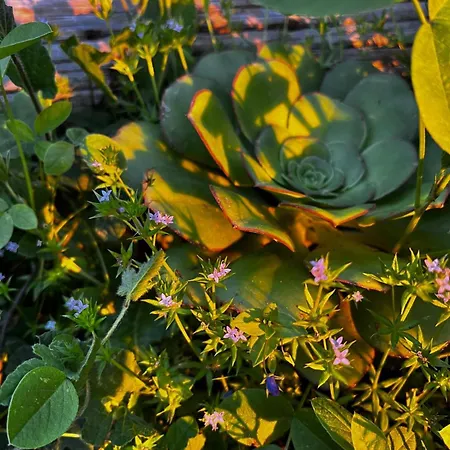Séjour chez l'habitant El Sueno De Mama Tegueste