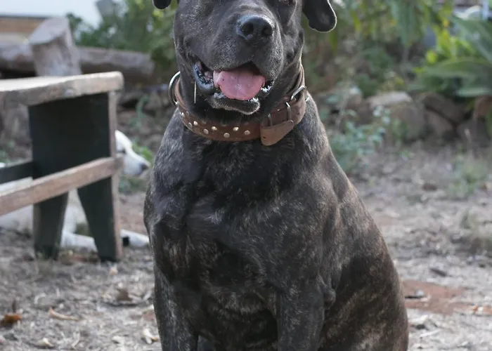 El Sueno De Mama Tegueste