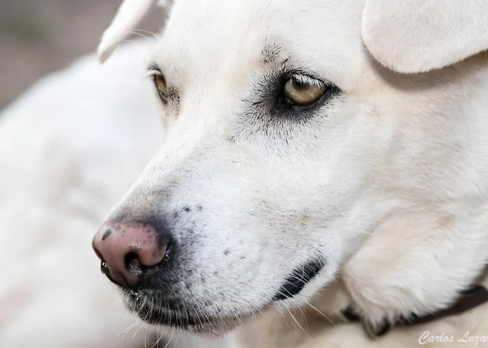 El Sueno De Mama Séjour chez l'habitant Tegueste